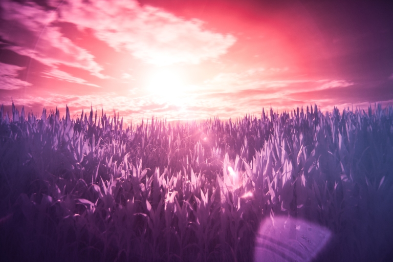 red-sun-purple-dream.jpg